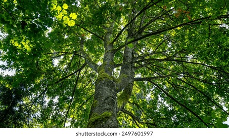 好男人电视剧免费观看完整版:畅享精彩剧情与感人故事的最佳选择 好男人电视剧免费观看完整版:畅享精彩剧情与感人故事的最佳选择